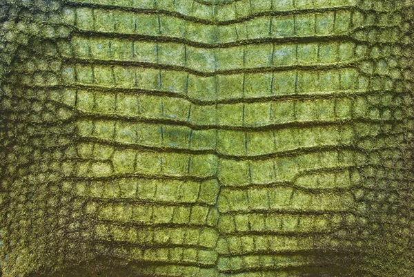 Ročník krokodýlí kůže břicha. — Stock fotografie
