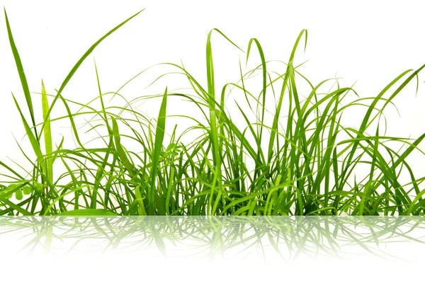 孤立在白色背景上的绿色鲜草. — 图库照片