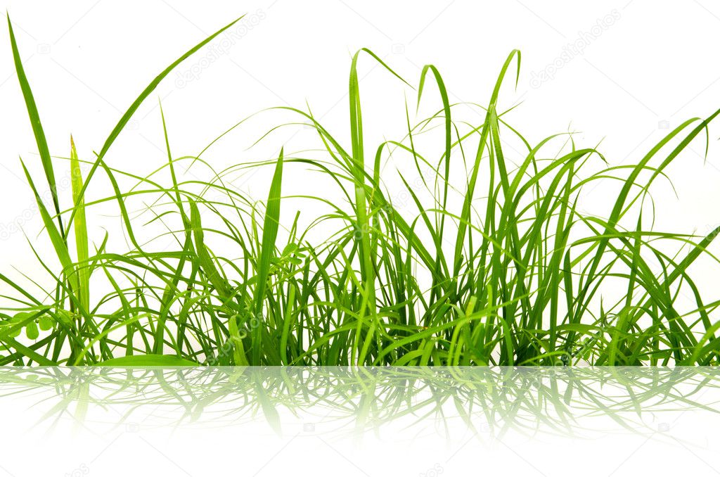 Green fresh grass isolated on the white background.