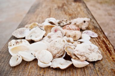 Many shell on the wood. clipart