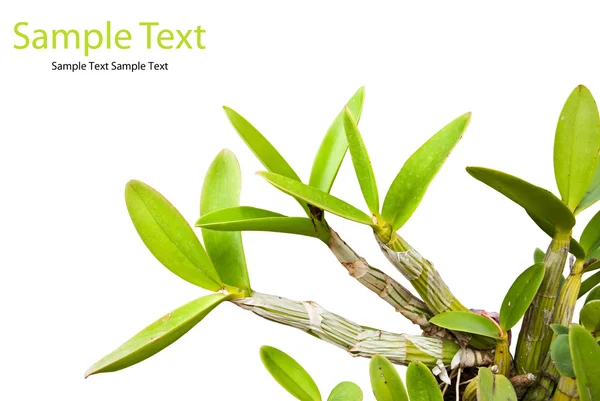 Grönt orkidé blad isolerat på vita. — Stockfoto