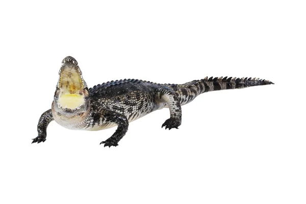Krokodil grejer isolerade på vita. — Stockfoto