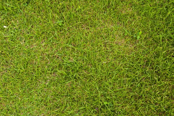 Zelené trávě texturu pozadí pole. — Stock fotografie