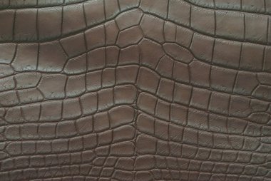 Vintage crocodile skin texture. clipart