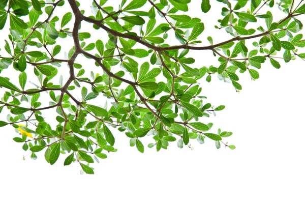 Gröna blad isolerat på vita. — Stockfoto