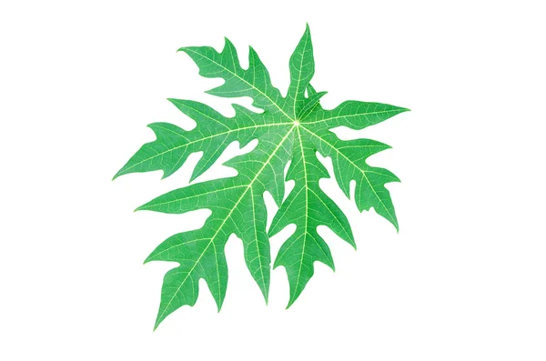 Green fresh papaya leaf isolated with clipping path. — Stock Photo, Image