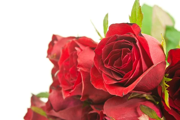 Fechar vermelho Rose. — Fotografia de Stock