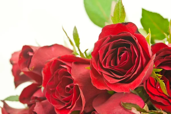 Rote Rose aus nächster Nähe. — Stockfoto