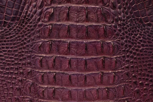 Lila krokodil ben hud textur bakgrund. — Stockfoto
