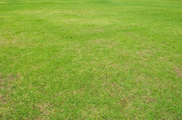 Зеленая текстура травы . — стоковое фото