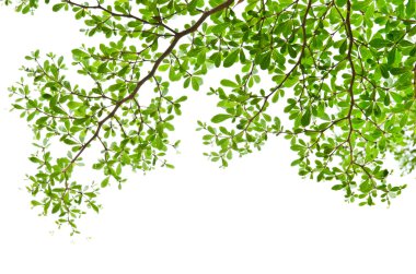 Green leaves isolated on the white. clipart