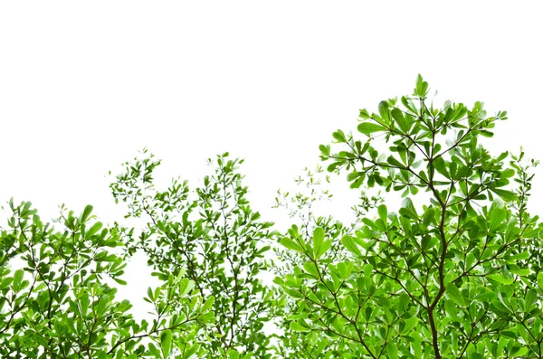 Green leaves isolated on the white. — Stock Photo, Image