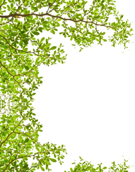 Groene bladeren geïsoleerd op de witte. — Stockfoto