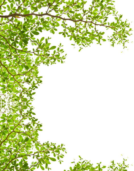 Image of fresh green leaves isolated on the white background.