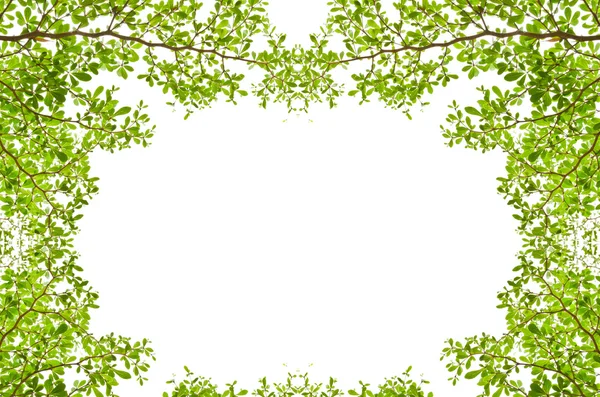 Zielonych liści na białym tle. — Zdjęcie stockowe