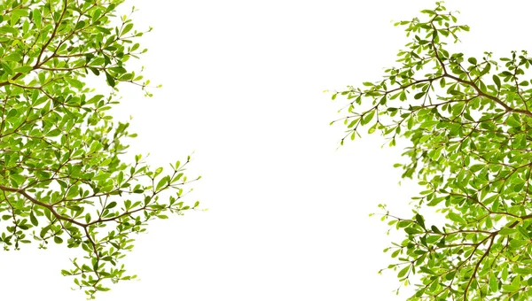 Zielonych liści na białym tle. — Zdjęcie stockowe