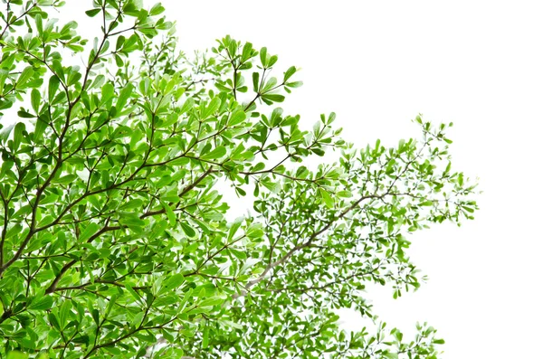 Πράσινα φύλλα απομονωμένη στο λευκό. — Φωτογραφία Αρχείου