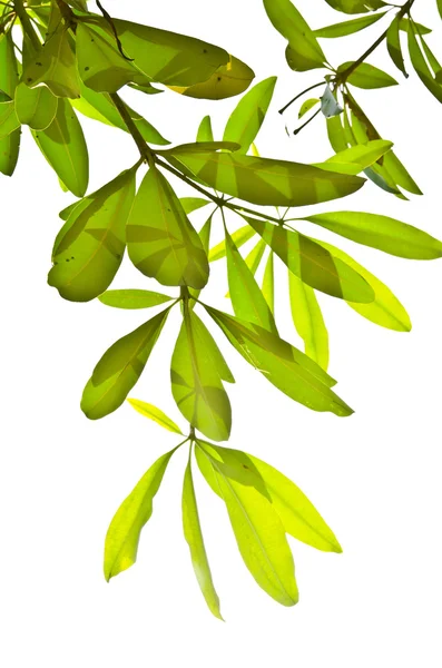 stock image Green leaves isolated on the white.