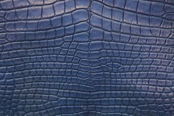 Modrá vinobraní krokodýlí kůže textura. — Stock fotografie