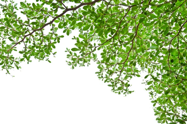 Groene bladeren geïsoleerd op de witte. — Stockfoto