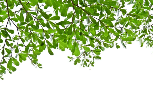 Groene bladeren geïsoleerd op de witte. — Stockfoto