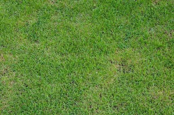 Grönt gräs konsistens. — Stockfoto