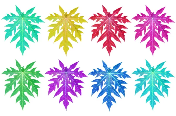 分離されたカラフルなパパイヤの葉. — ストック写真