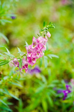 angelonia goyazensis benenth çiçek.