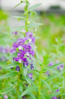 angelonia goyazensis benenth çiçek.