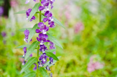angelonia goyazensis benenth çiçek.