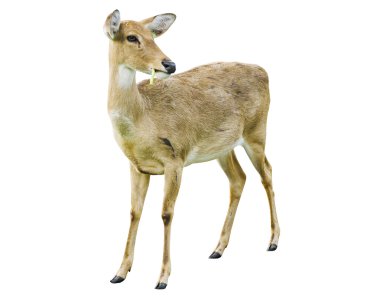 Deer isolated on the white background. clipart