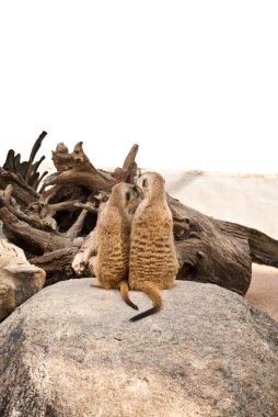 Meerkat in the wild life. clipart