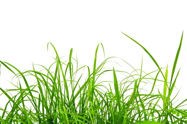 Zelená čerstvá tráva izolovaných na bílém pozadí. — Stock fotografie