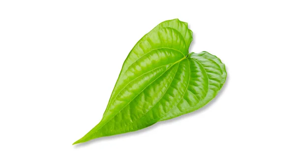 Green betel leaf isolated on the white background. — Stock Photo, Image