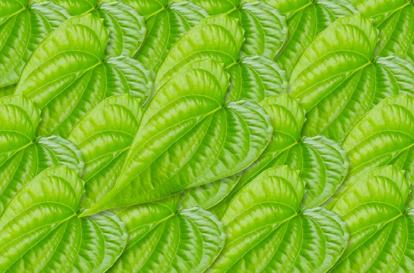 Textura de folha de betel verde . — Fotografia de Stock
