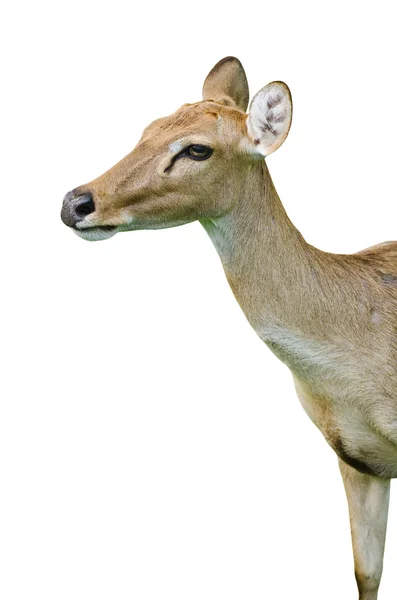 Deer isolated on the white background. — Stock Photo, Image