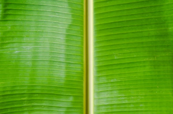 Groene verse bananen blad textuur. — Stockfoto