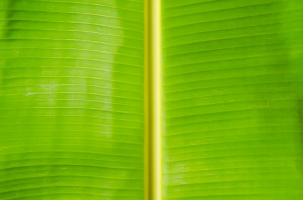 Green fresh banana leaf texture. — Stock Photo, Image