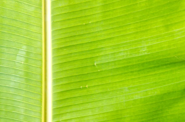 Grønn, fersk bananbladstruktur . – stockfoto