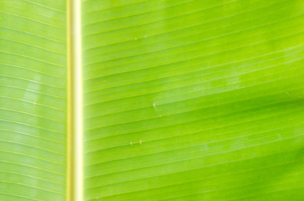 Textura listu zelený čerstvý banán. — Stock fotografie
