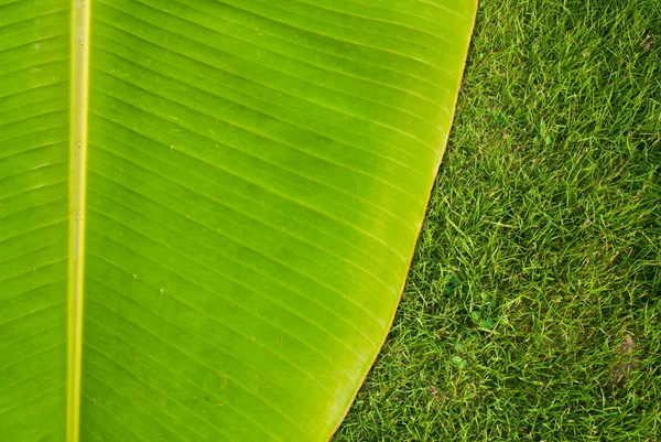Groene verse bananen blad textuur op grasveld. — Stockfoto