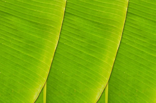 Texture verde foglia di banana fresca . — Foto Stock