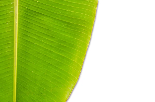 Folha de banana fresca verde isolada . — Fotografia de Stock