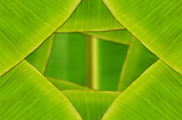 緑の新鮮なバナナの葉のテクスチャー. — ストック写真