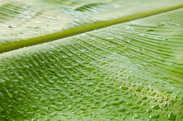 녹색 바나나 잎 텍스처에 물방울. — 스톡 사진