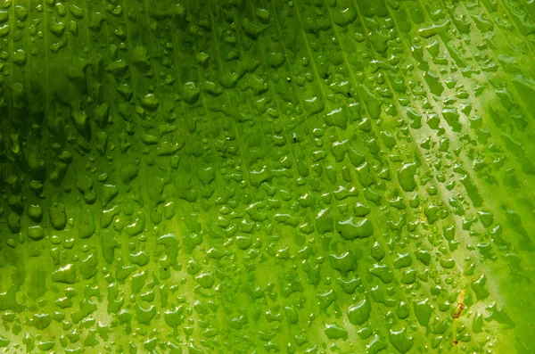 Kapka vody na textury listů zelených banánů. — Stock fotografie