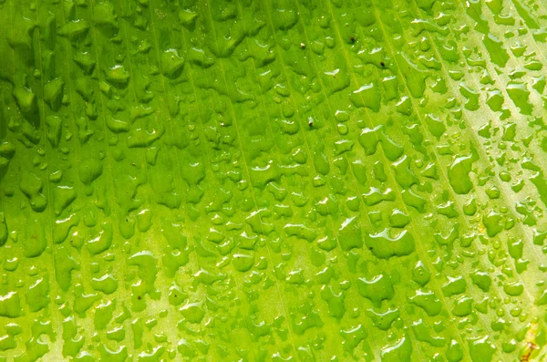 Stock image Water drop on green banana leaf texture.