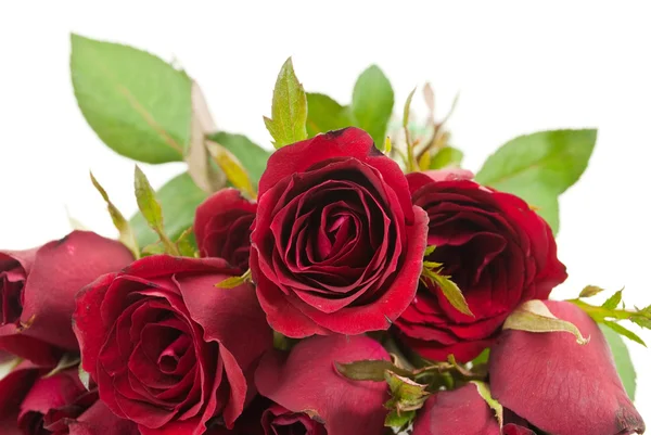 Rose rouge isolée sur le blanc . — Photo