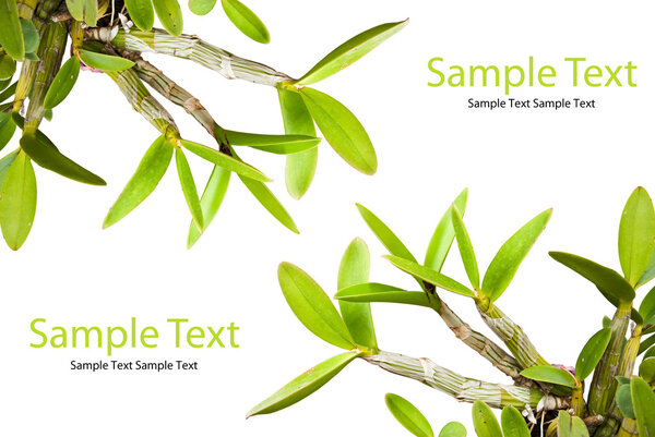 Зеленый лист орхидеи изолирован на белом
.