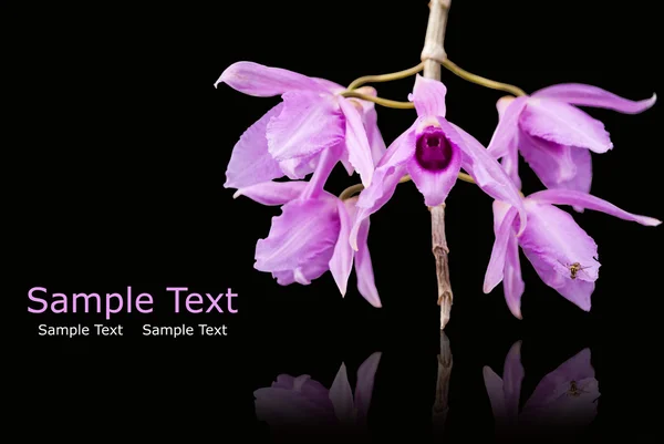 Violette Orchidee isoliert auf der schwarzen. — Stockfoto